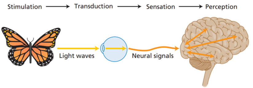 Sensation And Perception Introduction To Psychology